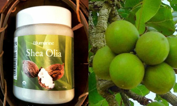 Масло плодов дерева ши (карите) - гордость африканских женщин